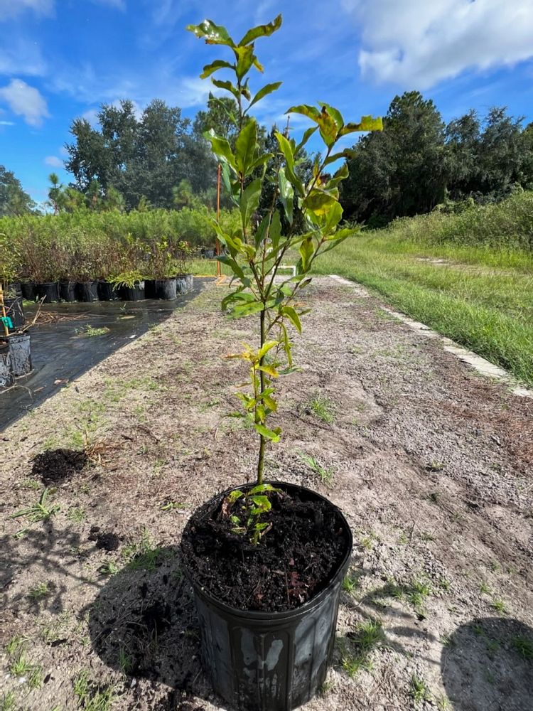 quercus-laurifolia-laurel-oak-swamp-oak-quercus-obtusa