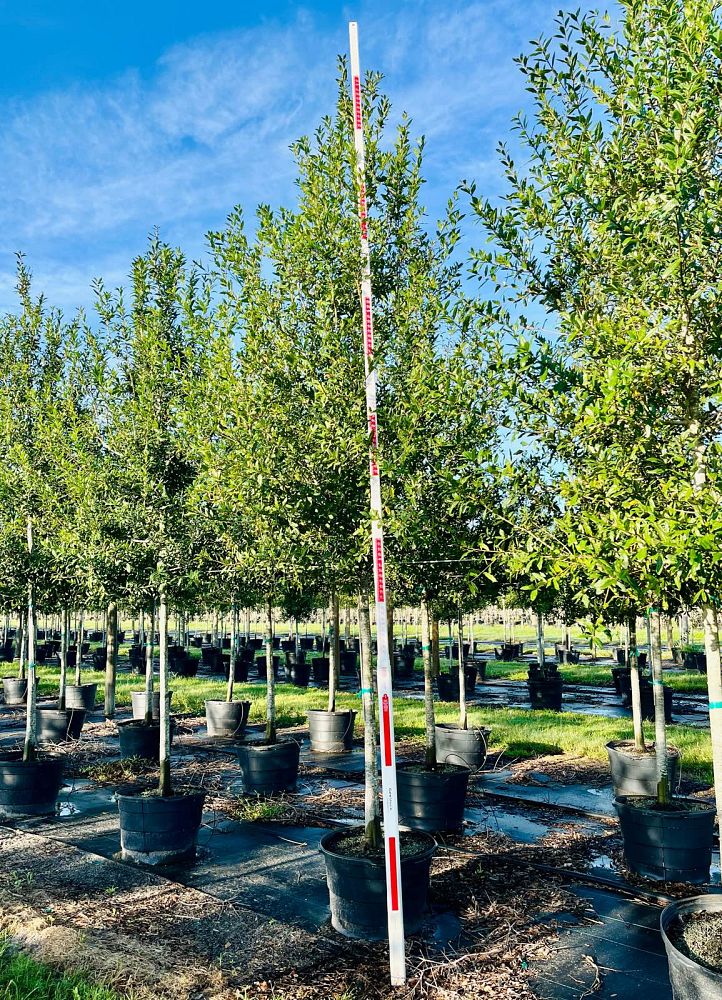 quercus-laurifolia-laurel-oak-swamp-oak-quercus-obtusa