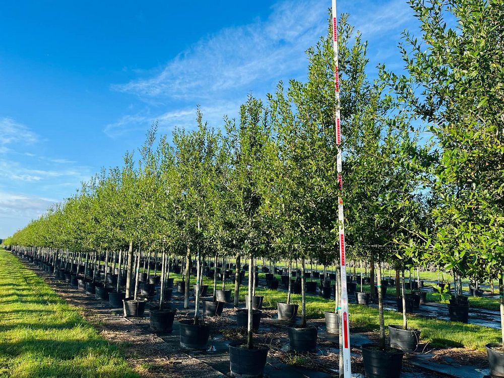 quercus-laurifolia-laurel-oak-swamp-oak-quercus-obtusa