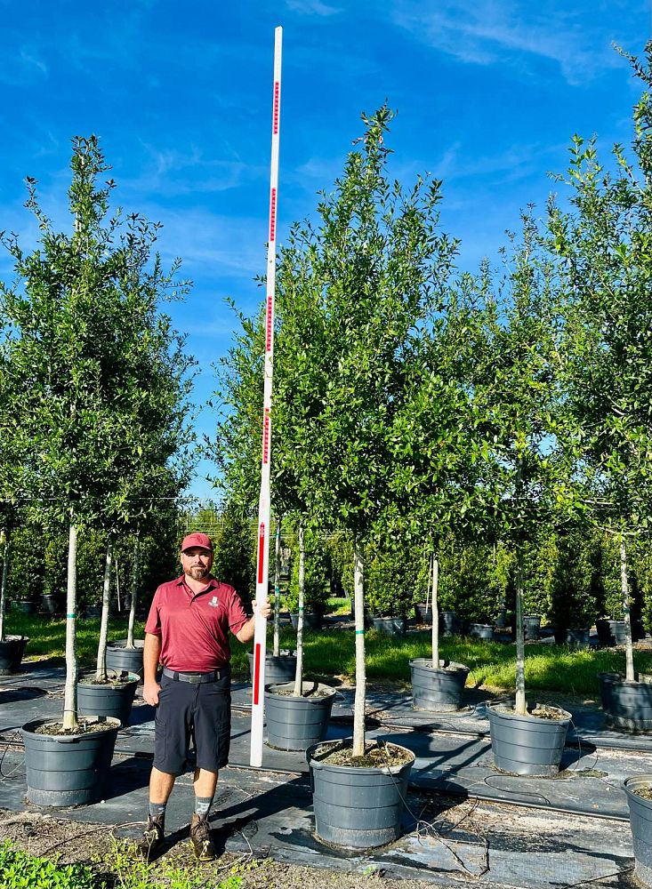 quercus-laurifolia-laurel-oak-swamp-oak-quercus-obtusa