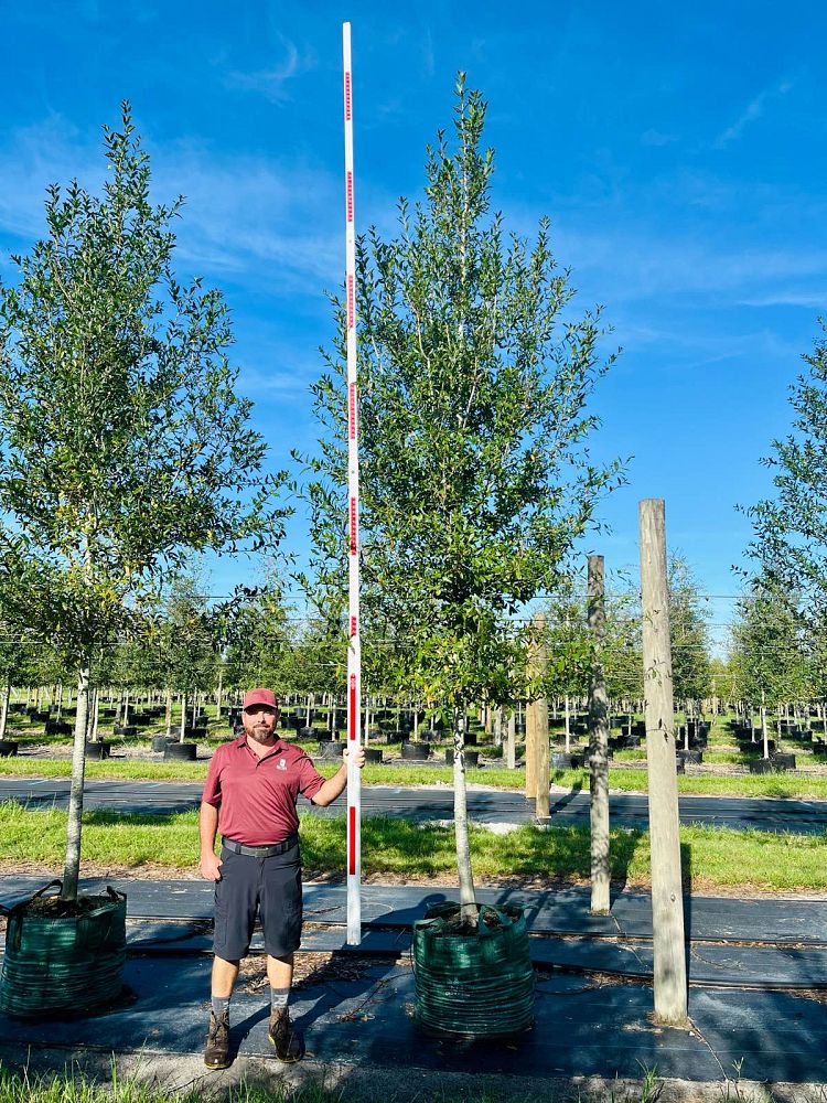 quercus-laurifolia-laurel-oak-swamp-oak-quercus-obtusa