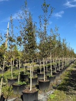 quercus-laurifolia-laurel-oak-swamp-oak-quercus-obtusa