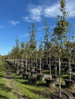 quercus-laurifolia-laurel-oak-swamp-oak-quercus-obtusa