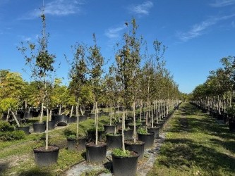 quercus-laurifolia-laurel-oak-swamp-oak-quercus-obtusa