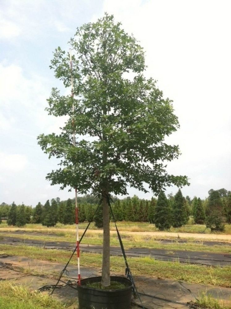 quercus-lyrata-overcup-oak