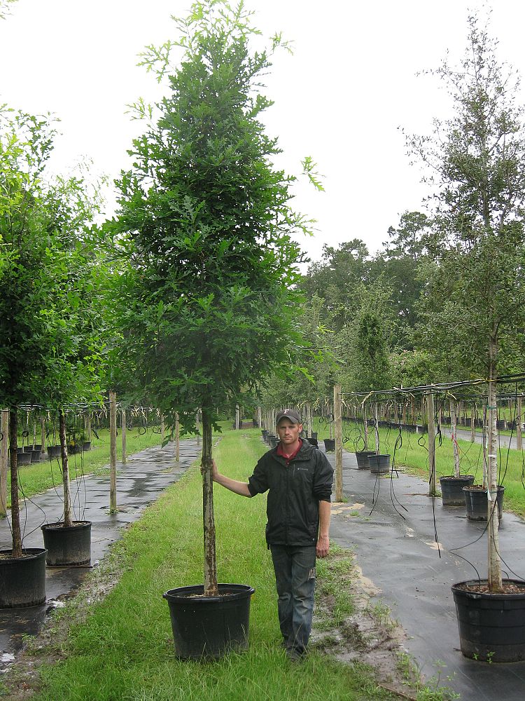 quercus-lyrata-overcup-oak