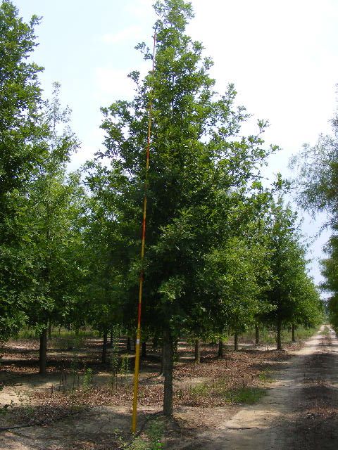 quercus-lyrata-overcup-oak