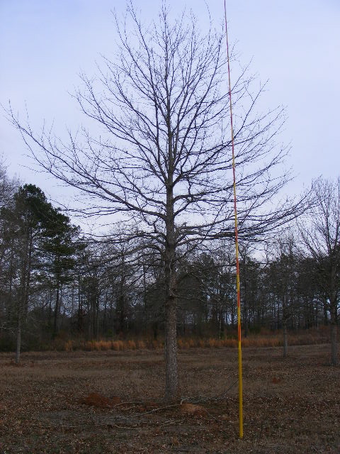 quercus-lyrata-overcup-oak