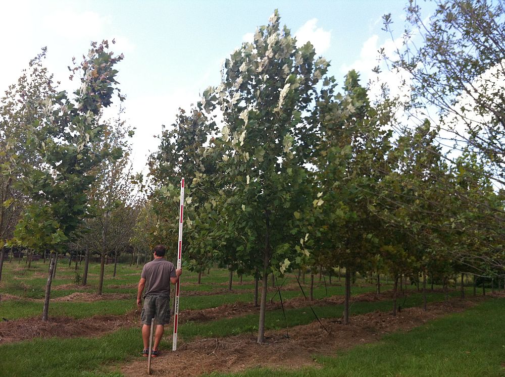 quercus-lyrata-overcup-oak