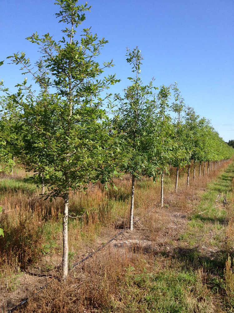 quercus-lyrata-overcup-oak
