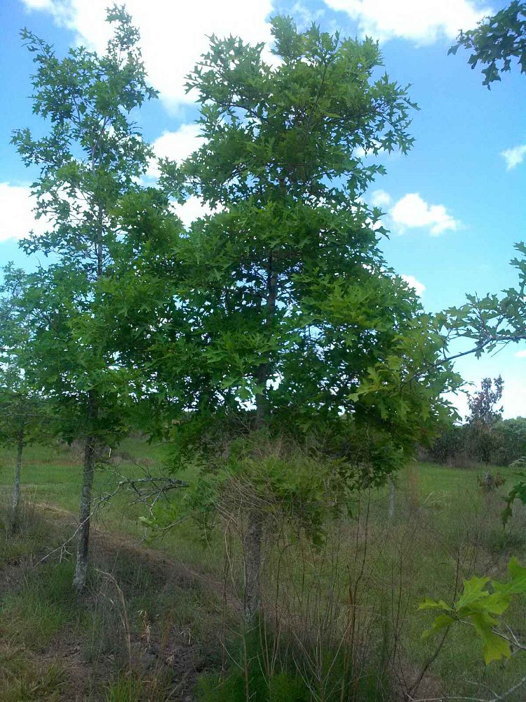 quercus-lyrata-overcup-oak