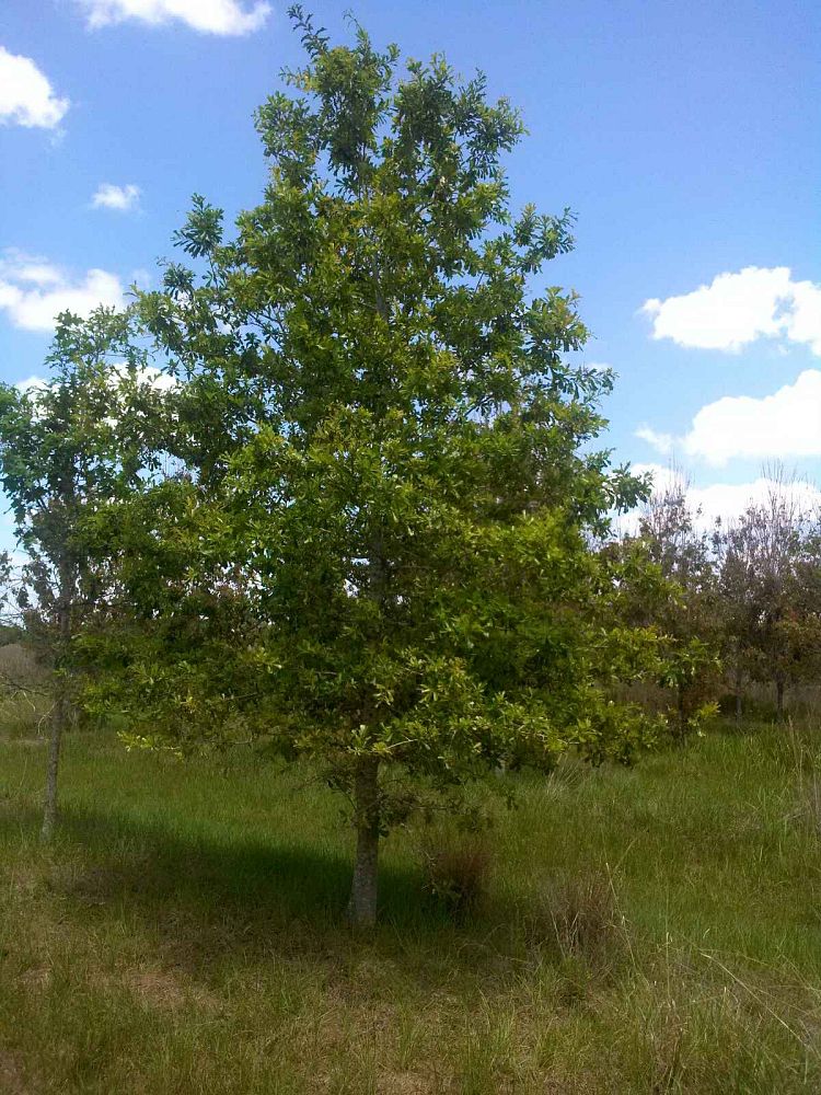 quercus-lyrata-overcup-oak