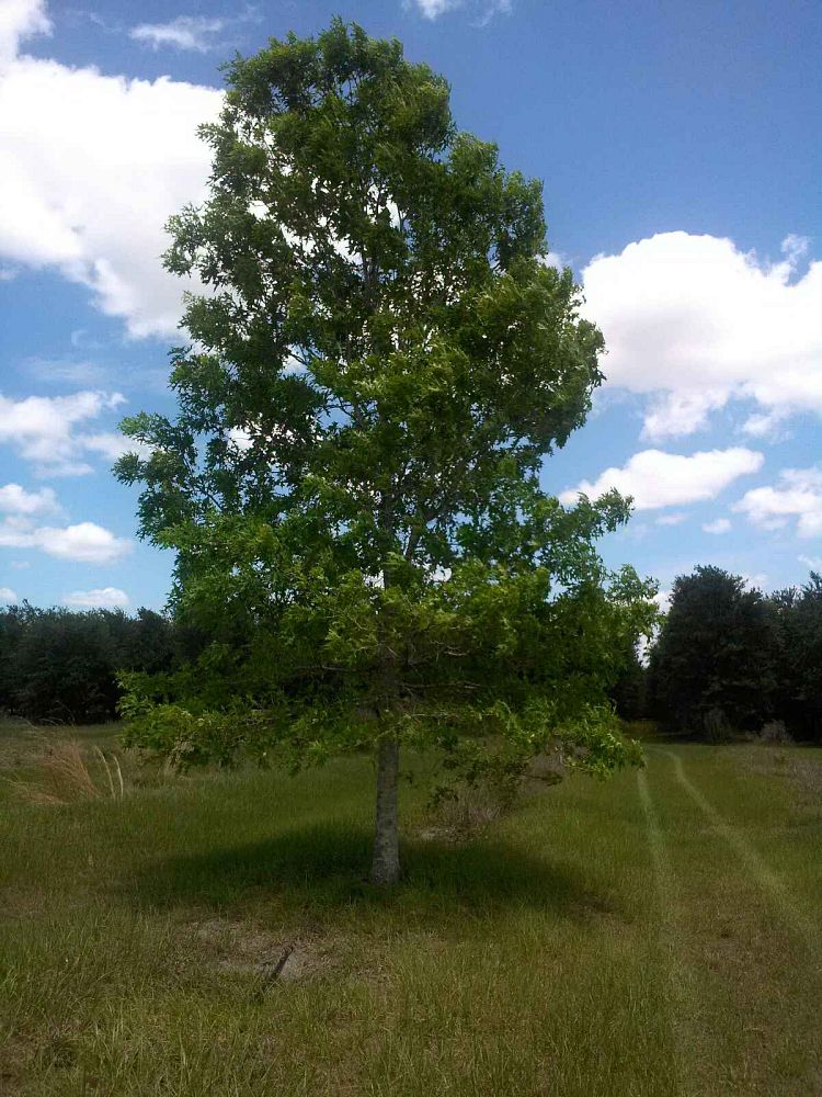 quercus-lyrata-overcup-oak