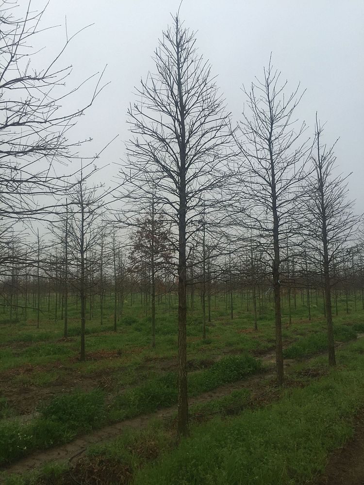 quercus-lyrata-overcup-oak