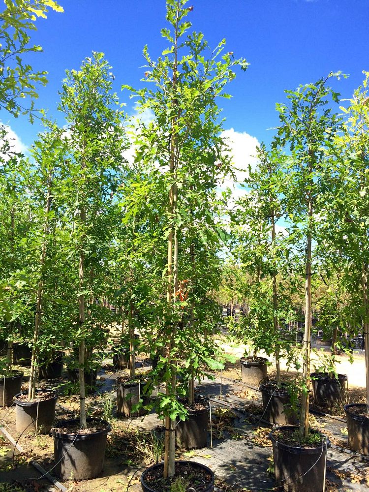quercus-lyrata-overcup-oak
