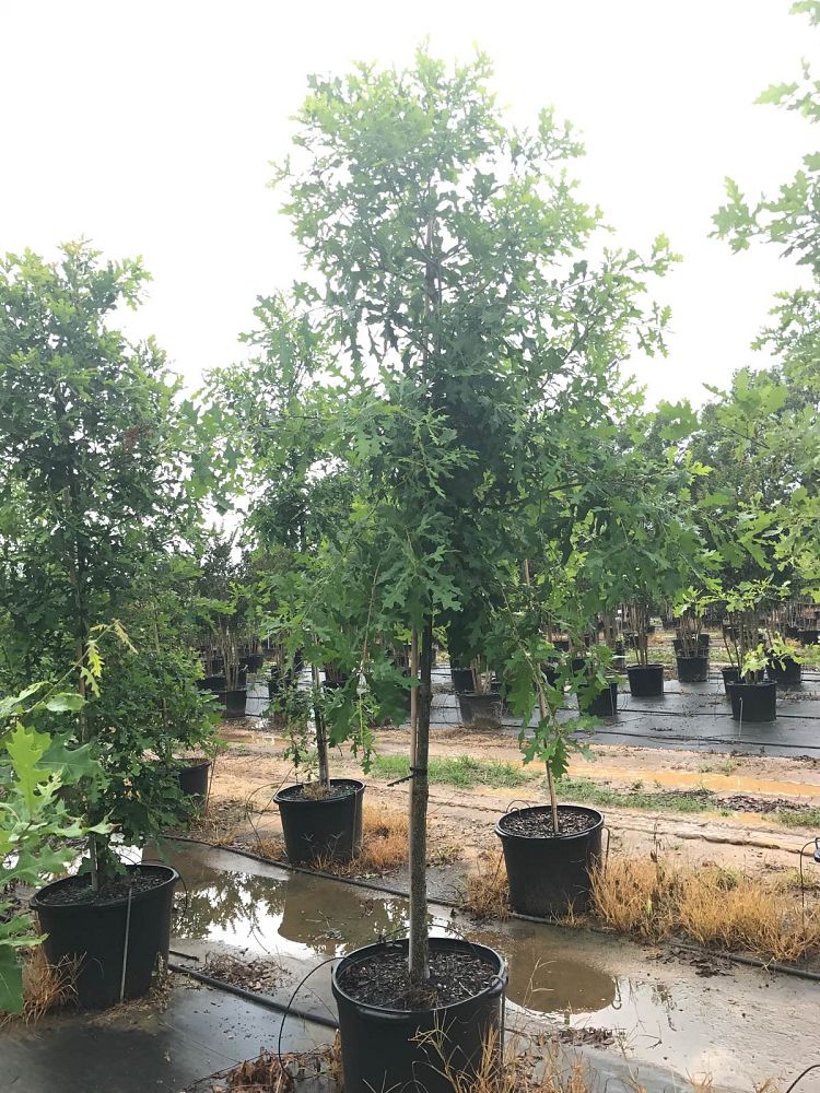 quercus-lyrata-overcup-oak