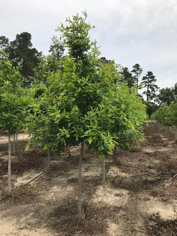 quercus-lyrata-overcup-oak
