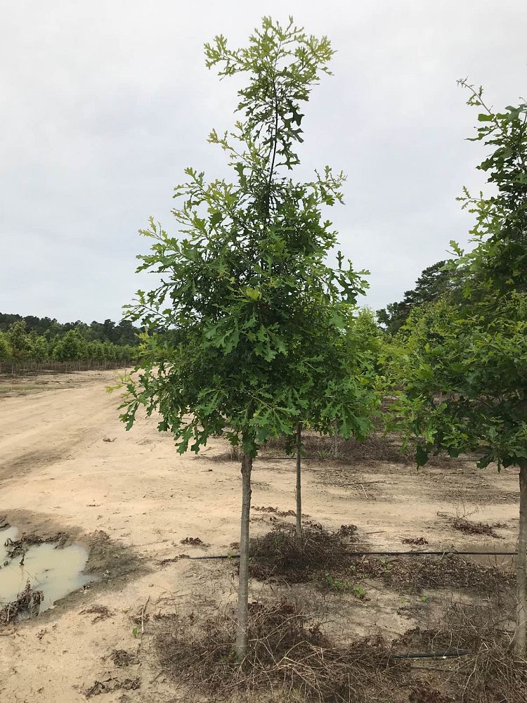 quercus-lyrata-overcup-oak