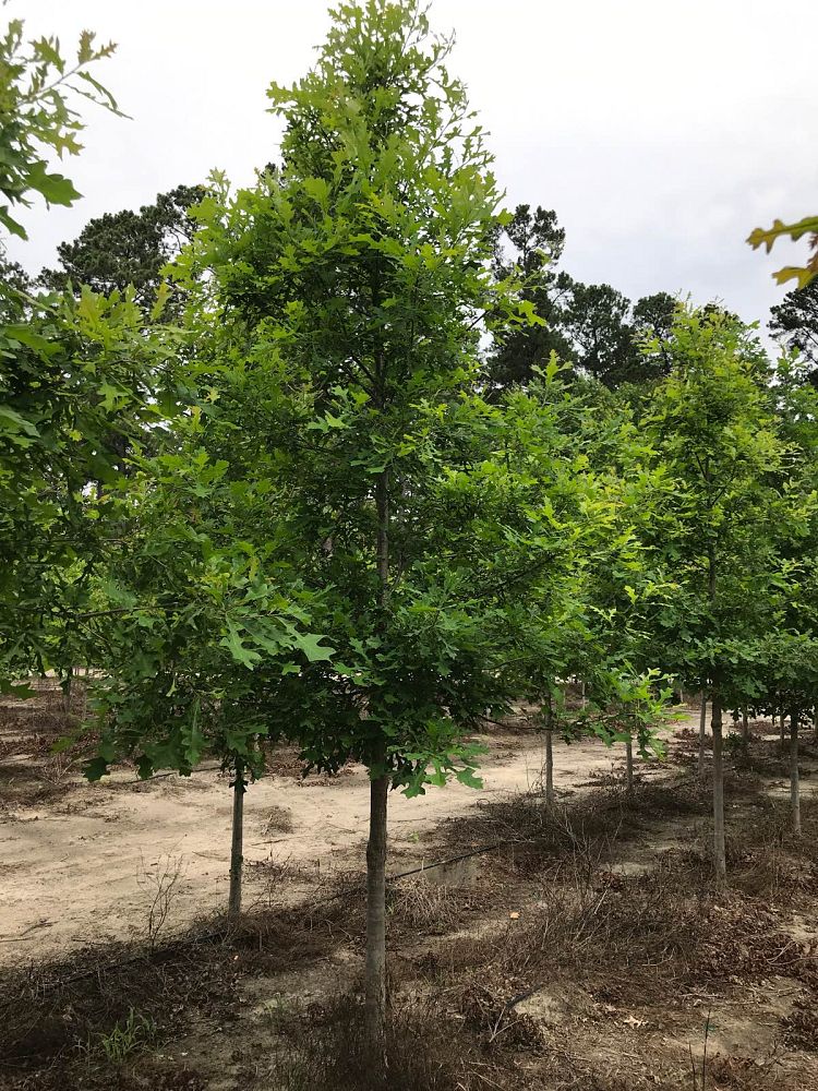 quercus-lyrata-overcup-oak