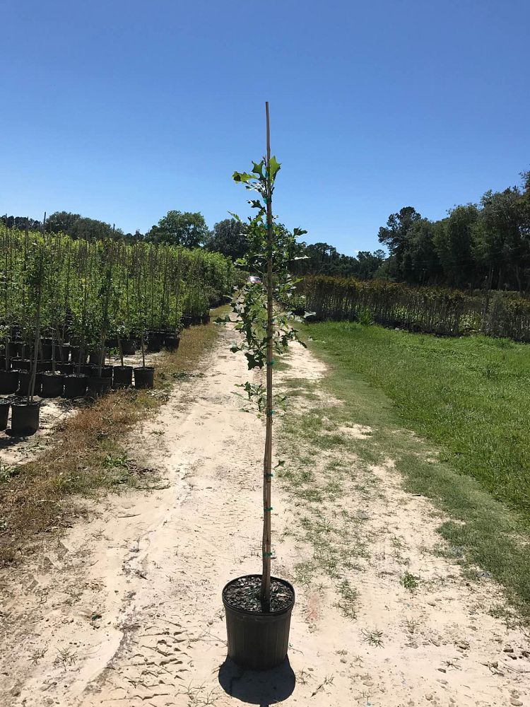 quercus-lyrata-overcup-oak