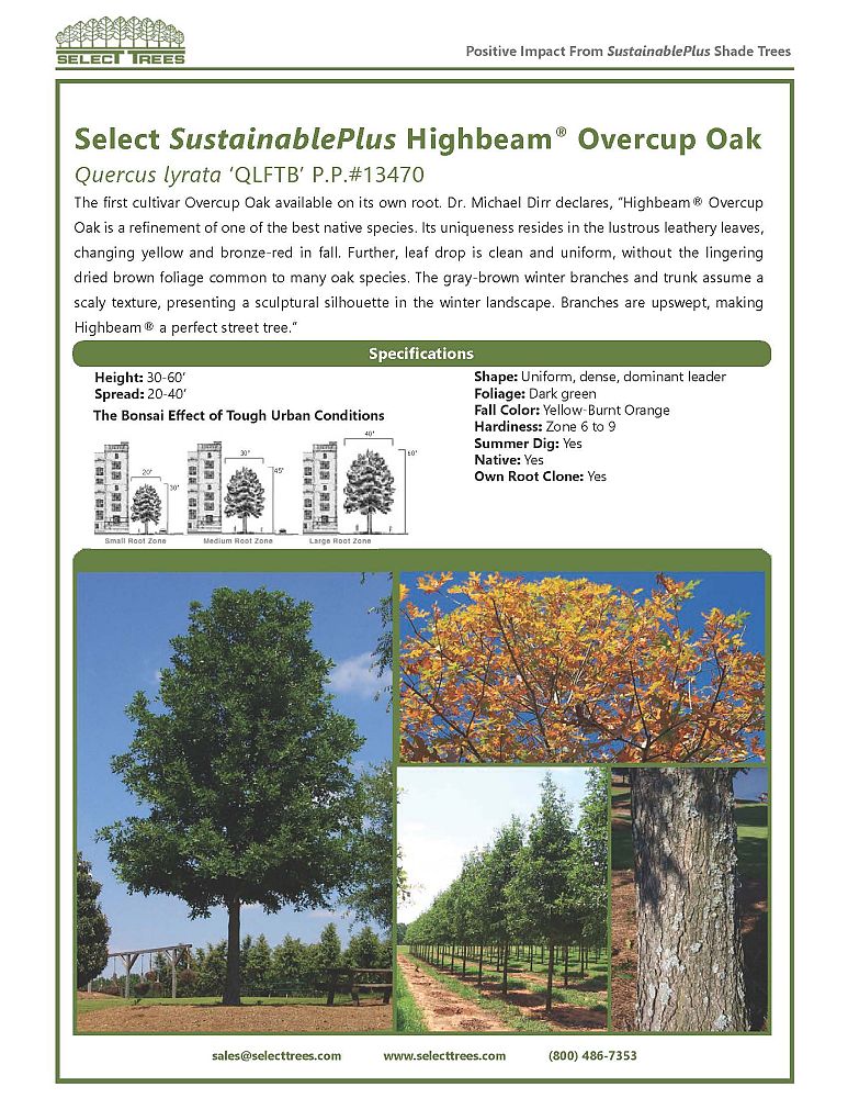 quercus-lyrata-overcup-oak