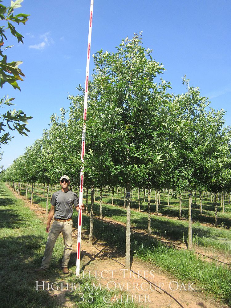 quercus-lyrata-overcup-oak