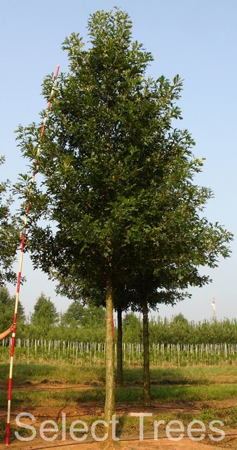 quercus-lyrata-overcup-oak