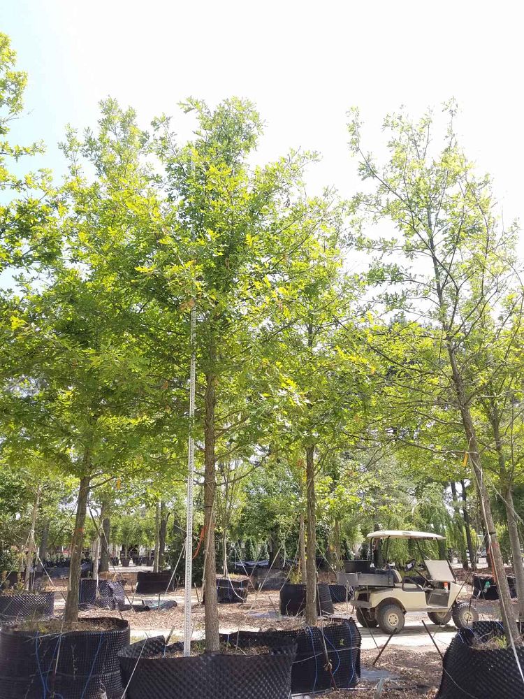 quercus-lyrata-overcup-oak