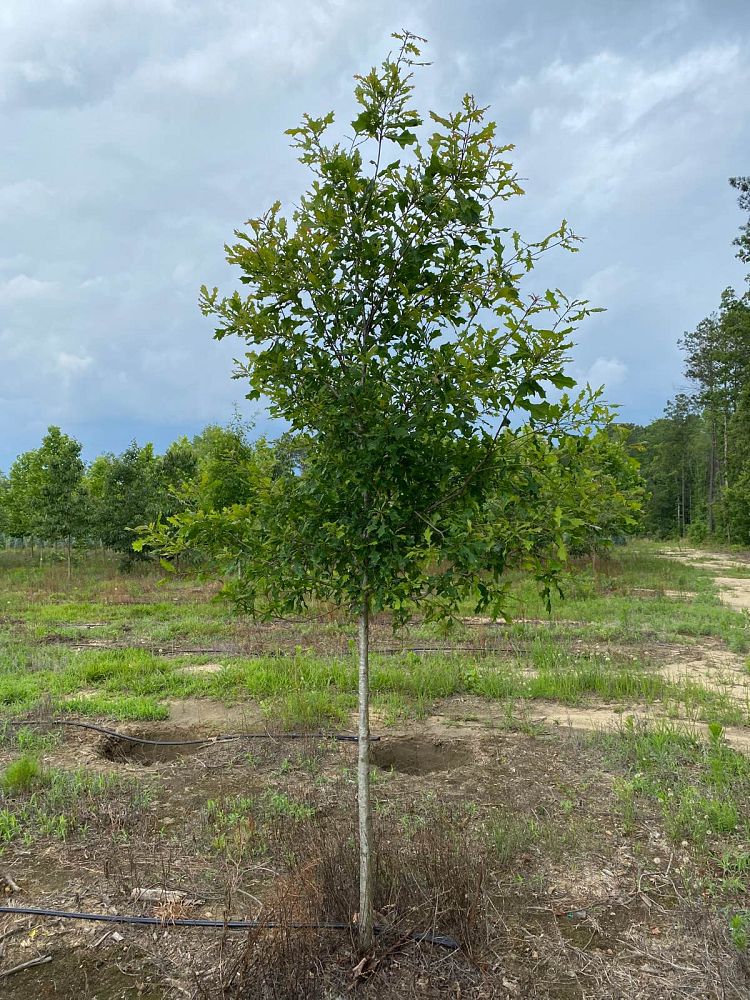 quercus-lyrata-overcup-oak