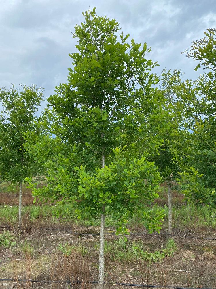quercus-lyrata-overcup-oak