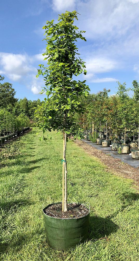 quercus-lyrata-overcup-oak