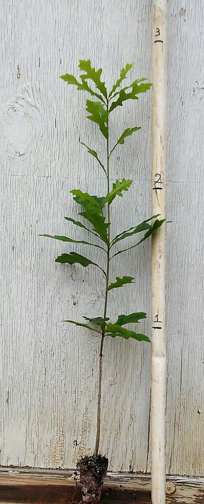 quercus-lyrata-overcup-oak