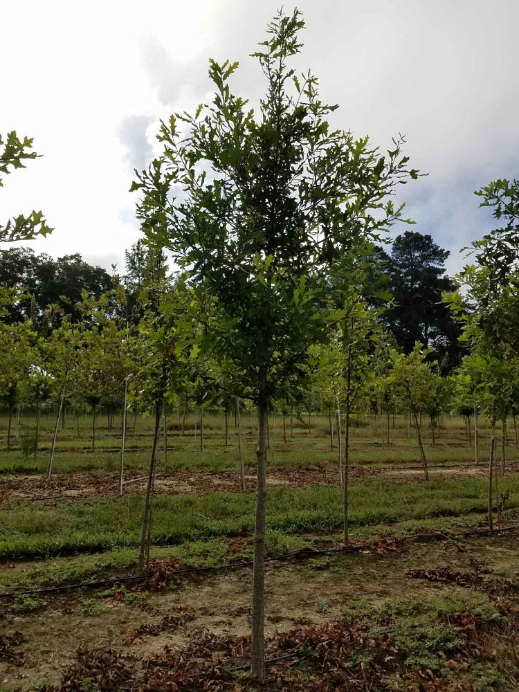 quercus-lyrata-overcup-oak