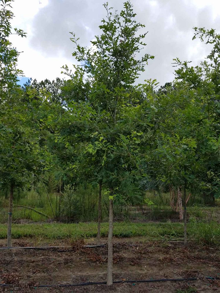 quercus-lyrata-overcup-oak