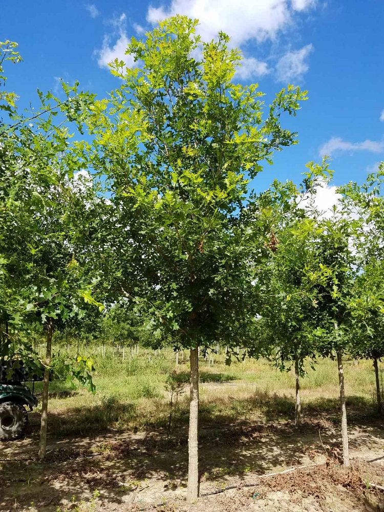 quercus-lyrata-overcup-oak