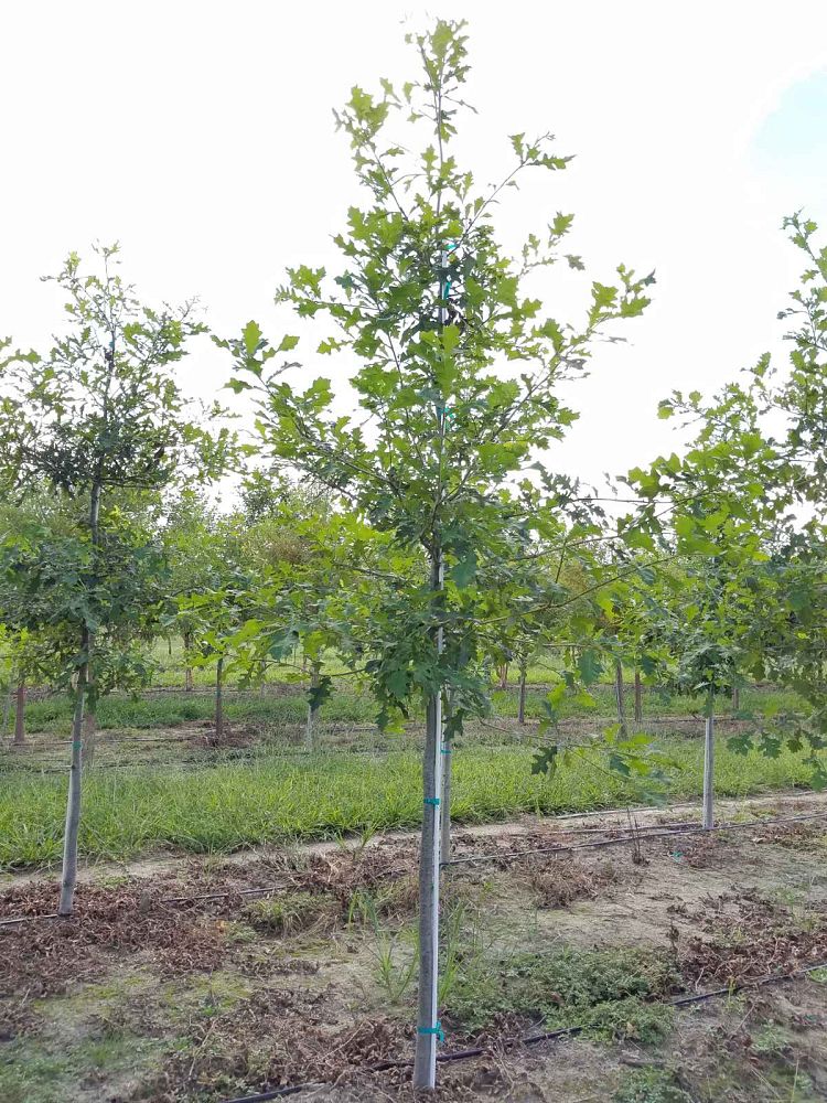 quercus-lyrata-overcup-oak