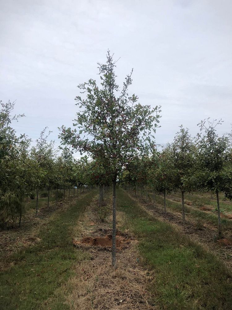 quercus-lyrata-overcup-oak