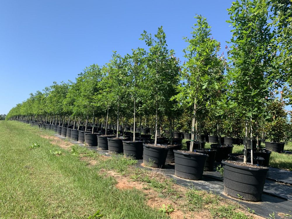 quercus-lyrata-overcup-oak