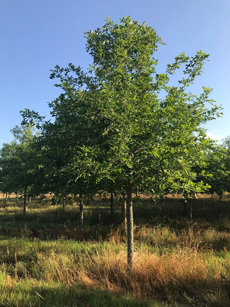 quercus-lyrata-overcup-oak