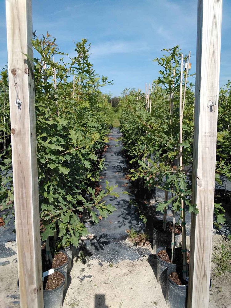 quercus-lyrata-overcup-oak