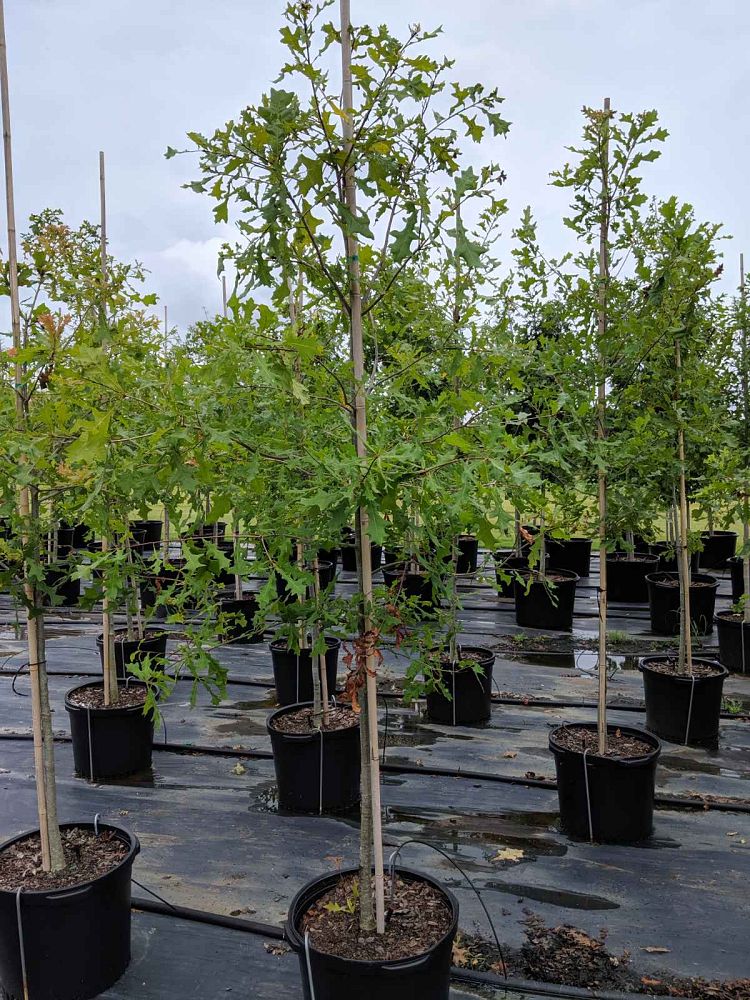 quercus-lyrata-overcup-oak