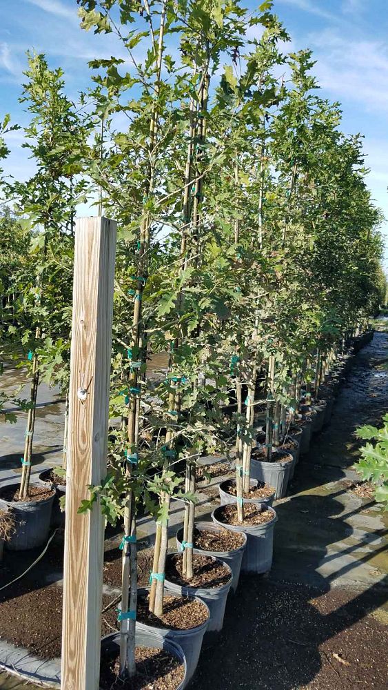 quercus-lyrata-overcup-oak
