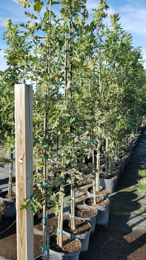quercus-lyrata-overcup-oak