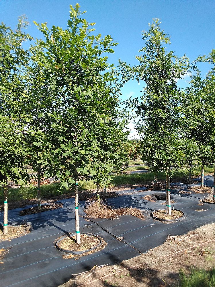 quercus-lyrata-overcup-oak