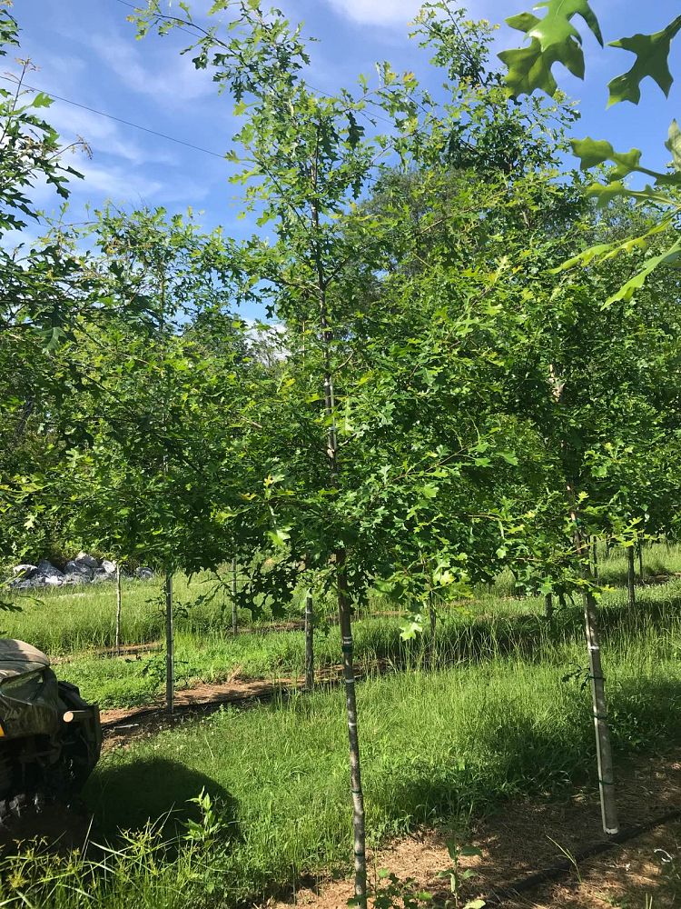 quercus-lyrata-overcup-oak