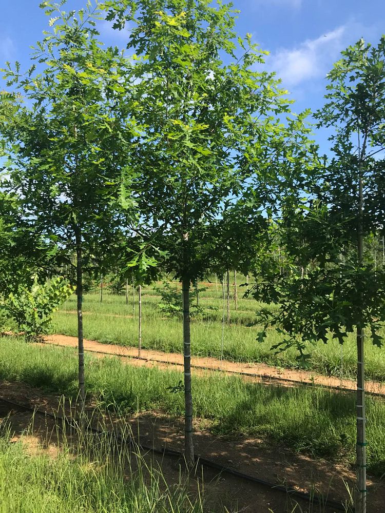 quercus-lyrata-overcup-oak