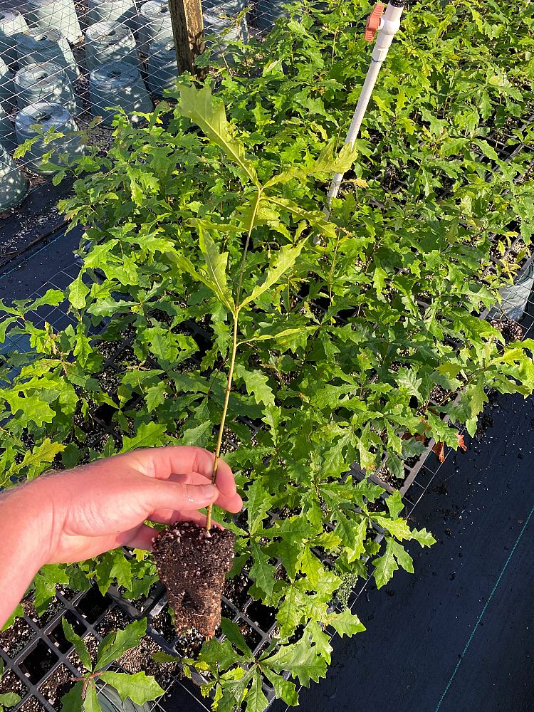 quercus-lyrata-overcup-oak