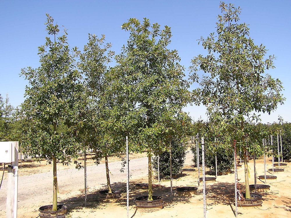 quercus-lyrata-overcup-oak