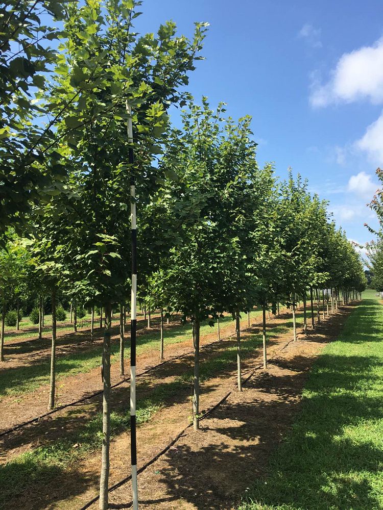 quercus-lyrata-overcup-oak