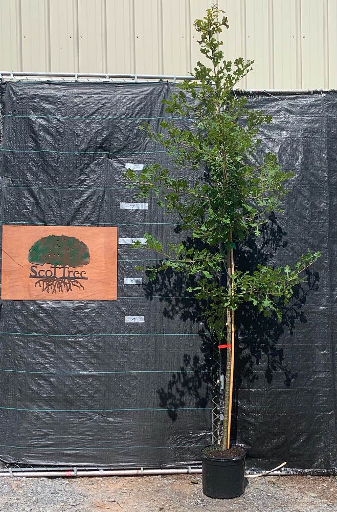 quercus-lyrata-overcup-oak